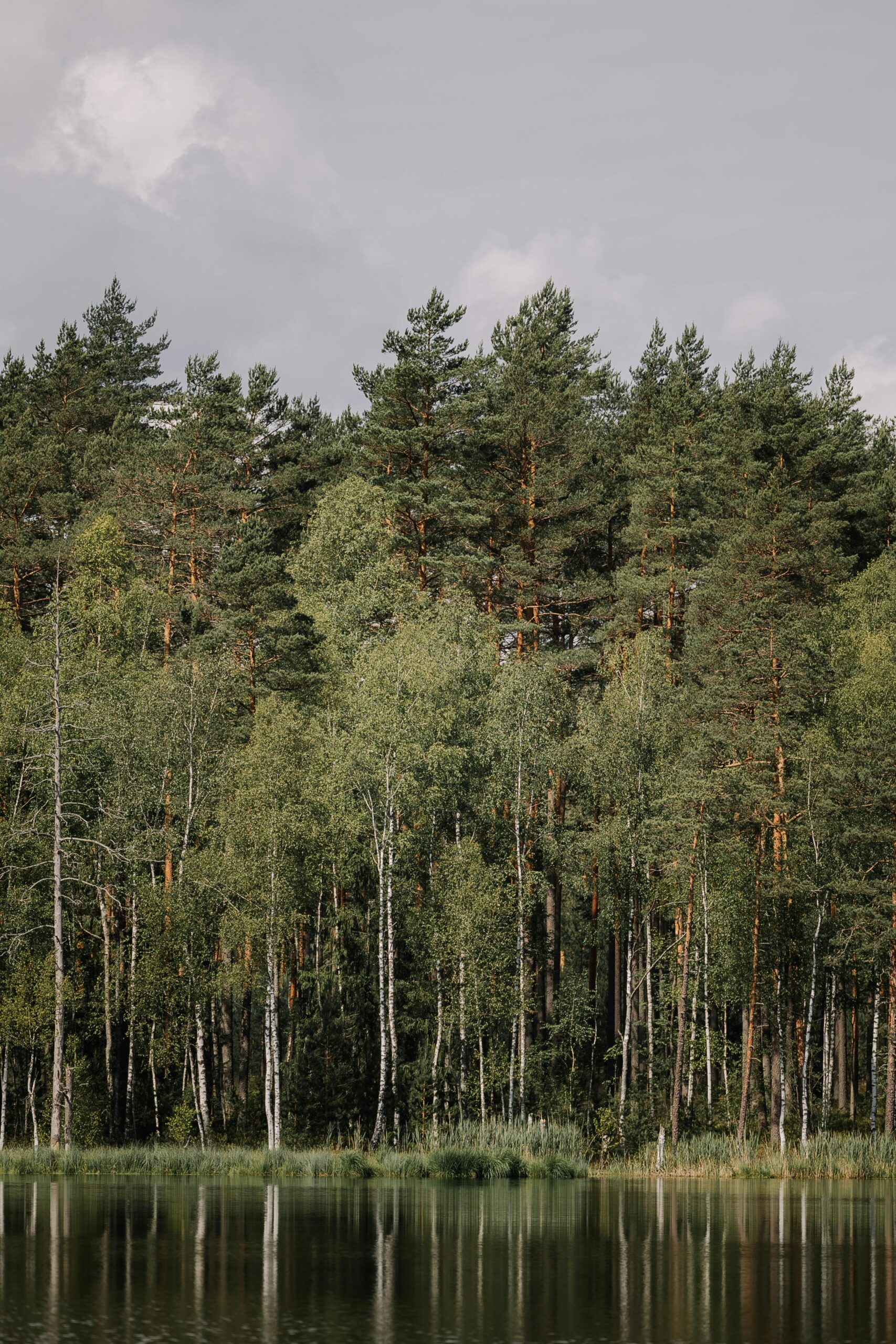 a group of trees in a forest